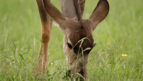 Nahaufnahme-Eines-Weiblichen-Kudu-Kopfes,-Der-Grünes-Gras-Im-Addo-Elefantenpark-In-Afrika-Frisst