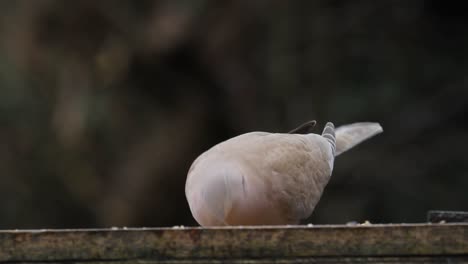 Collared-Dove,-Streptopelia-decaocto,-on-bird-table.-UK