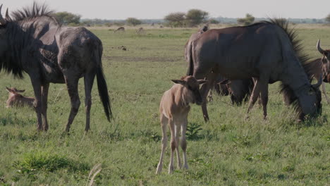Ein-Junges-Und-Erwachsenes-Gnus,-Das-Auf-Der-Wiese-In-Der-Savanne,-Botswana,-Steht-–-Mittlere-Aufnahme