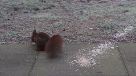 Squirrel-is-eating-bread-on-a-winter-morning-in-our-garden,-he-stops-eating-and-looks-straight-into-the-lens-of-the-camera