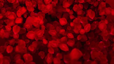 Rote-Rosenblätter-Fallen-Langsam,-Romantischer-Hochzeitshintergrund