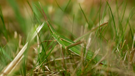 CLOSE-UP-Giant-Green-Slantface-Grasshopper-Camouflaged-In-Grass-Hops-Away