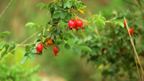 TILT-UP-Red-Rose-Hip-Hanging-From-A-Wild-Plant