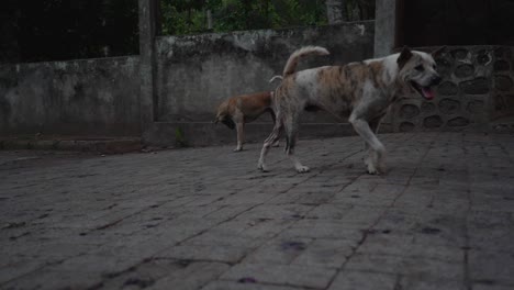 Stray-dogs-on-the-streets-walking-around-looking-for-food-and-water-on-a-hot-day