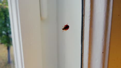 ladybug-walking-very-slow-inside-of-a-window---shot-in-slowmotion