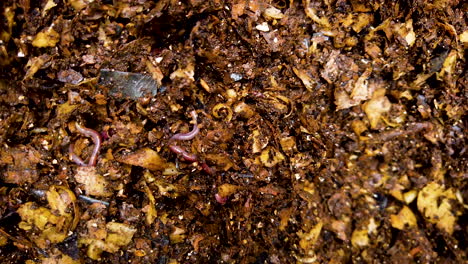 Earthworms-decomposing-food-scraps-to-become-compost