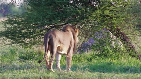 A-Black-Maned-Lion-Walking-Alone-In-The-Savannah-Of-Nxai-Pan-National-Park-In-Botswana