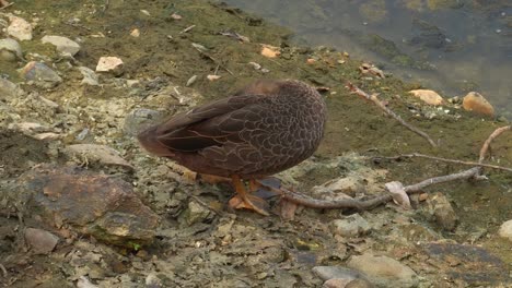 Wild-duck-on-shoreline,-preening-itself-and-fluffing-its-feathers