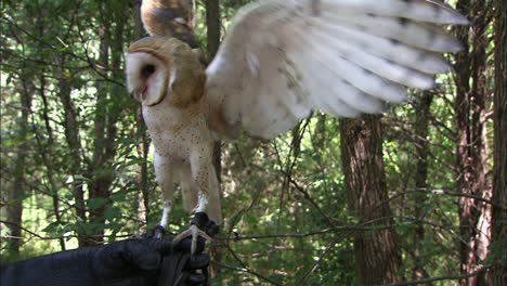 barn-owl-on-someones-arm