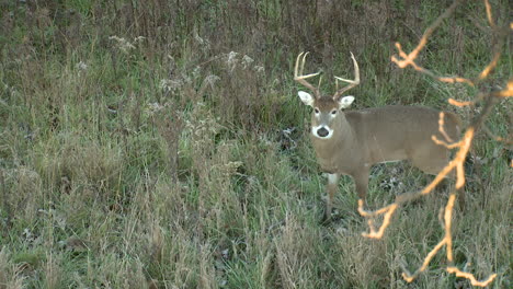 whitetail-buck-looks-right-at-camera