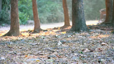 Wide-Shot-of-Small-Monkey-Crossing-the-Scene-of-Dry-Leaves-In-the-Jungle