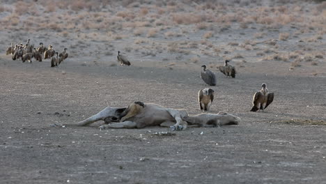A-Jackal-scavenges-deep-inside-an-Eland-carcass-with-vultures-nearby