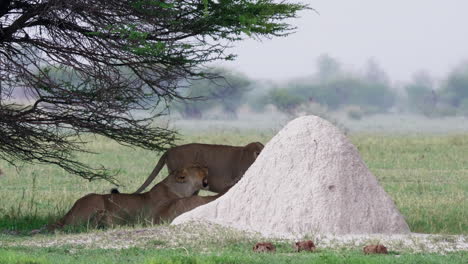 Eine-Kleine-Gruppe-Löwinnen-Versteckt-Sich-Vor-Dem-Regen-Unter-Einem-Kleinen-Baum-Im-Nxai-Pan-Nationalpark
