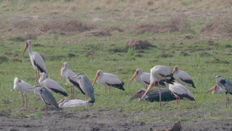 Flocks-of-Yellow-Billed-Storks,-Grey-Herons-and-Marabou-Storks-resting-quietly-on-the-ground