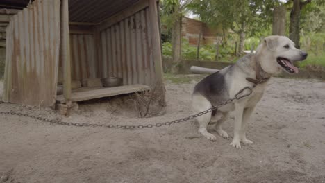 Large-dog-on-leash-sat-outside-kennel-in-backyard,-closeup-still-shot