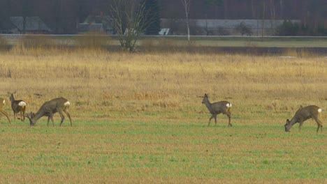 Group-of-European-roe-deer-walking-in-green-agricultural-field-in-overcast-day,-medium-shot-from-a-distance