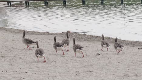 Polish-geese-on-the-shore-of-the-lake