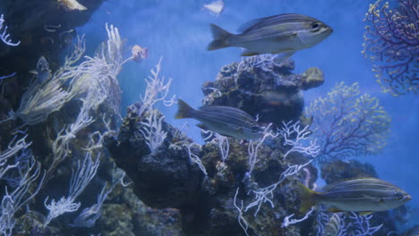 Kleine-Fische-Schwimmen-Im-Großen-Meerwasseraquarium