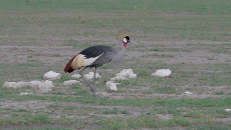 A-Grey-Crowned-Crane-pecking-the-ground-searching-for-food-in-Nxai-pan-National-Park-Botswana