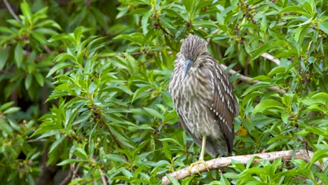 A-cute-juvenile-Black-crowned-night-heron-falling-asleep-while-standing-on-a-tree