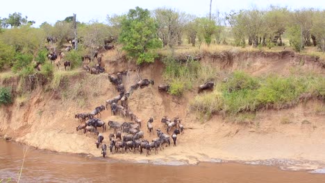 Wildebeest-at-muddy-Mara-River-crossing-decide-not-to-swim-yet,-Kenya