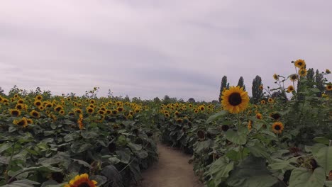 Walking-in-Sunflower-Field-on-Cloudy-Day-4K