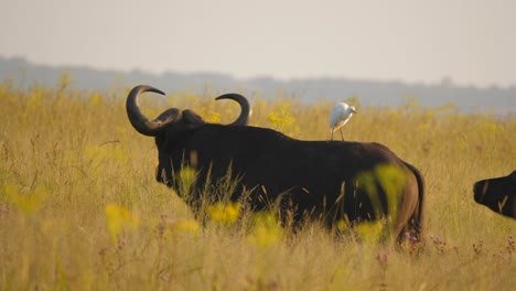 Medium,-slow-motion-shot-of-two-Cape-Buffalo-interacting-in-golden,-yellow-grass,-cattle-egret-on-back