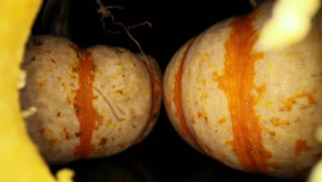 Pulling-away-from-two-orange-striped-gourds,-moving-back-through-core-of-a-gourd-with-highly-magnified-view-of-the-wall-of-the-cored-section,-fibers-and-flesh-of-the-vegetable-in-great-detail