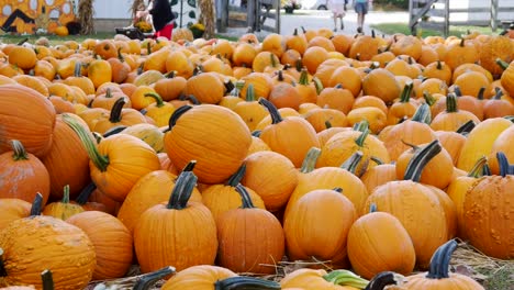 Pumpkins-in-bins-and-in-a-field