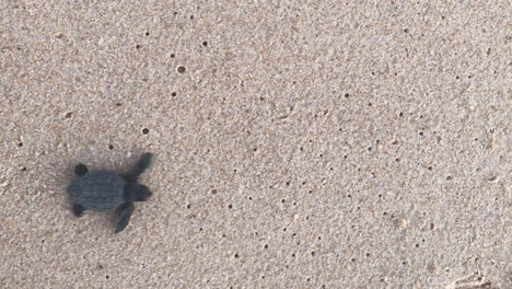Baby-sea-turtle-seen-from-above-white-it-crosses-the-frame-with-a-sand-background---northeast-Brazil