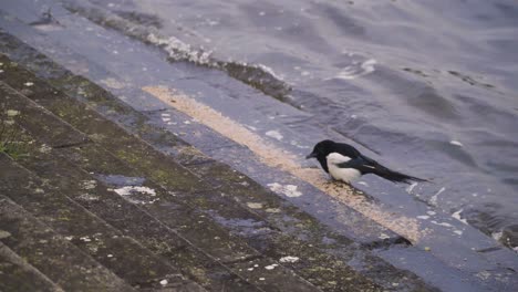 CHEDDAR,-SOMERSET,-ENGLAND,-December-28,-2019:-Close-up-on-a-Eurasian-Magpie-bird-feeding-in-the-artificial-water-reservoir-of-cheddar