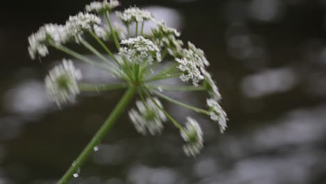 Nasse-Weiße-Blumenpflanze-Mit-Einem-Fluss-Im-Hintergrund-In-Galizien,-Spanien