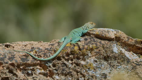 Profile-of-Collared-Lizard-on-top-of-mossy-rock