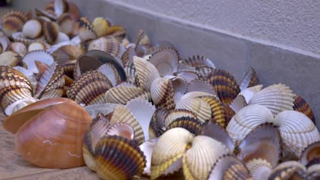 All-kinds-of-different-colours-empty-seashells-drying-at-terrace-floor