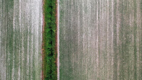 Aerial-top-down-shot-of-a-planted-fields-with-hedgerow,-bird-flying-past,-bright-day