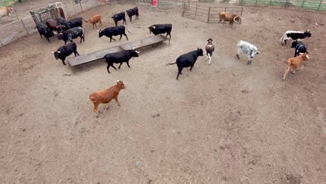 Playful-bulls-and-steers-kick-up-dust-as-they-roughhouse