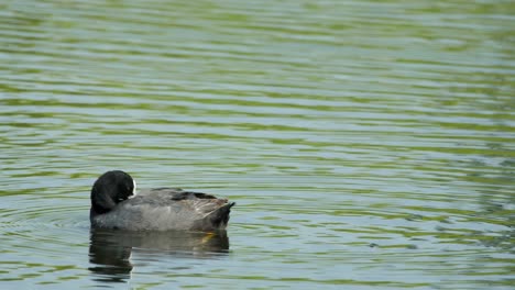 Eurasian-Coot-bird-is-seen-in-a-lake-during-morning-preening-and-cleaning-its-feathers-to-start-its-day-in-Winter-,-in-India