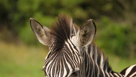 Tilting-shot-of-zebra-head,-ears-to-snout