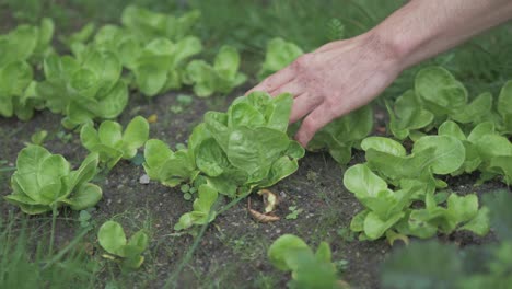 Gardener-weeding-young-healthy-lettuce-heads-in-garden