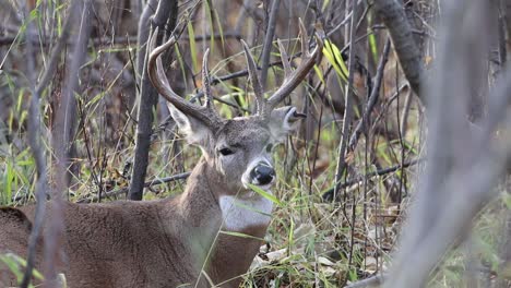 Whitetail-deer-buck-contentedly-chewing-its-cud-in-the-forest-during-the-rut-on-a-cold-November-day