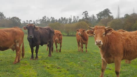 Curious-black-cow-and-brown-cows-standing-on-green-pasture