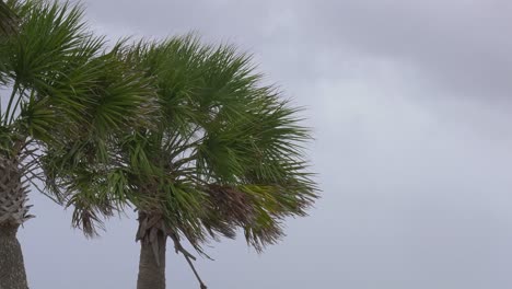 Close-up-of-palm-trees-blowing-in-a-very-strong-wind