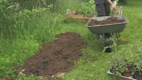 Transplanting-tomato-plants-into-garden-soil,-Medium-shot