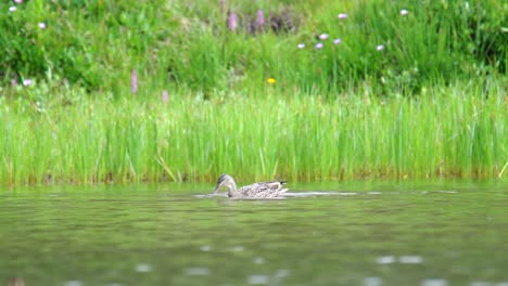 Mallard-duck-swimming-in-alpine-lake
