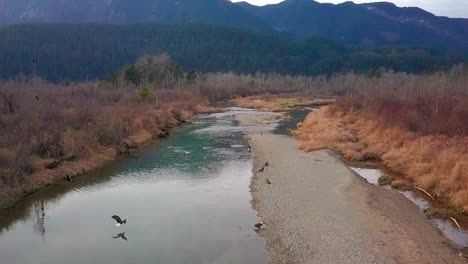 águila-Calva-Flotando-Lentamente-Sobre-Creek-En-Harrison-Mills,-British-Columbia,-Canadá