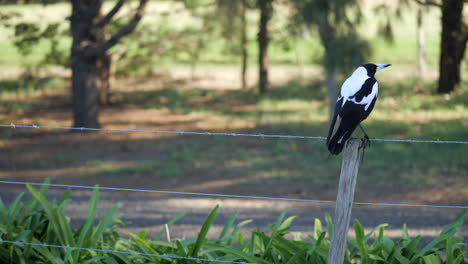 Australian-Magpie-Bird-Sitting-Still-On-A-Barbwire-Fence
