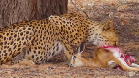 A-Hungry-African-Cheetah-Greedily-Devours-Fresh-Kill-Beside-Trees-In-Kalahari-Desert,-South-Africa---Close-Up-Shot--Close-Up-Shot