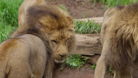 male-lion-shaking-his-head-and-mane-slow-motion