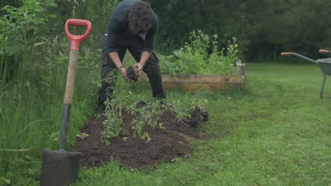 Transplanting-tomato-plants-into-garden,-Medium-Wide-shot