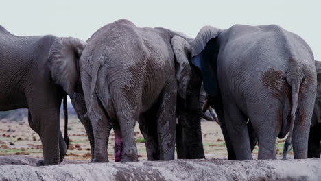 A-Herd-Of-Elephants-Gathered-By-The-Waterhole-In-Nxai-Pan,-Botswana---close-up-panning-shot